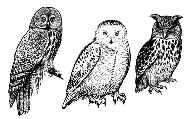 Forest birds. Realistic drawing of owls isolated on white background set. Owls. Realistic birds isolated on white background set. Vector illustration. Predatory forest birds. Sketch hand drawing. Black and white. Vintage engraving. owl illustrations stock illustrations