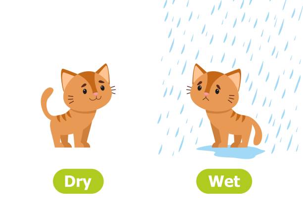 The Kitten Stands In The Rain And Without Rain Illustration Of Opposites  Dry And Wet Stock Illustration - Download Image Now - iStock