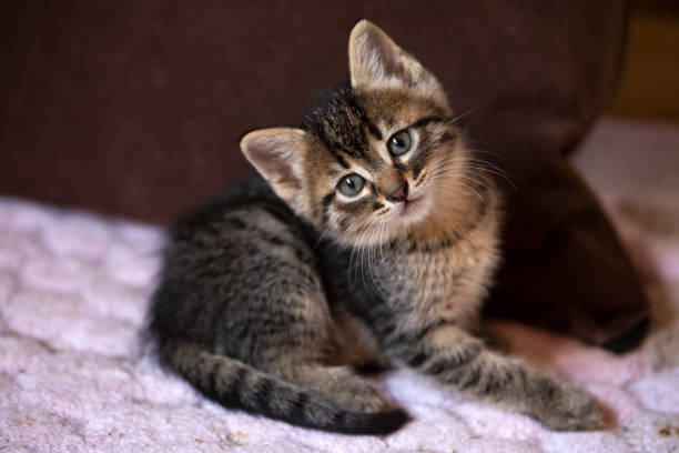 istock Pet animal; cute cat indoor. House cat. 1148785536
