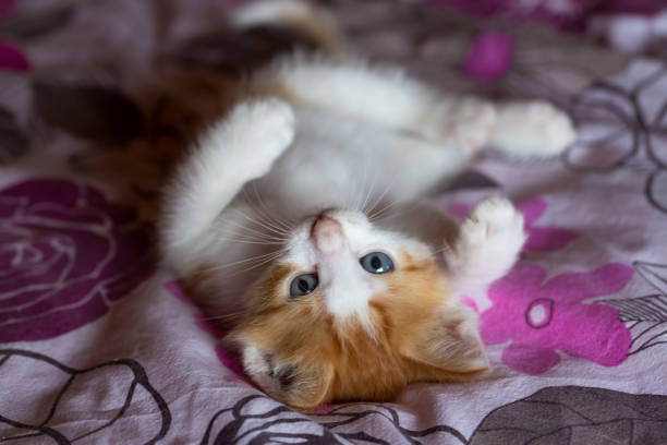 istock Pet animal; cute cat indoor. House cat. 1148785778
