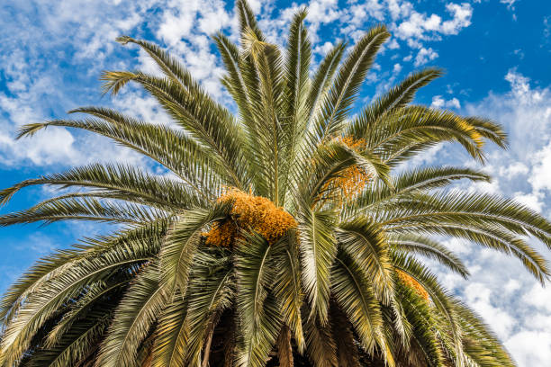 istock The crown of a date palm 1148786739