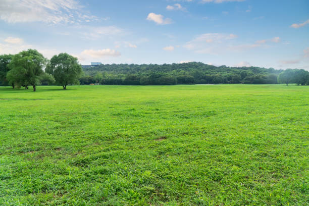 istock Grassland in modern city, china 1148786815