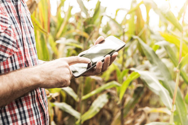 Tablet in farmer's hands, corn field as background