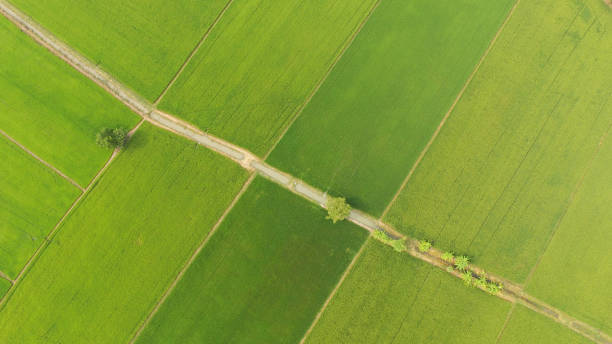 istock The beautiful landscape of rice fields 1148787382