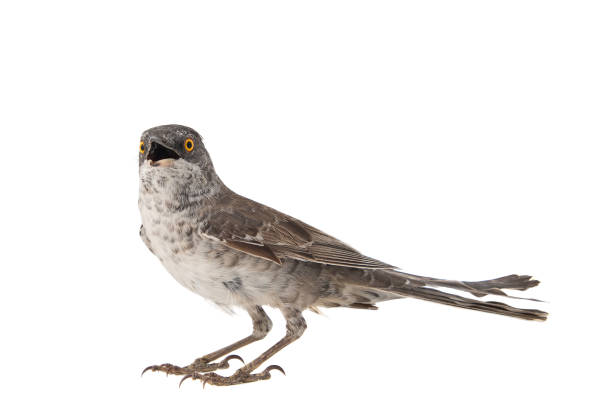 istock Barred Warbler, Sylvia nisoria, isolated on white background. 1148787446