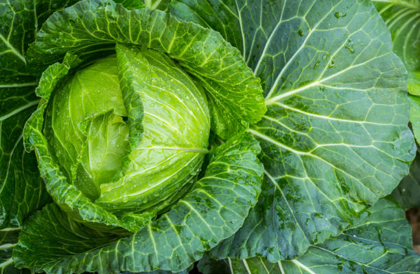 istock Green cabbage head in the garden 1148788850
