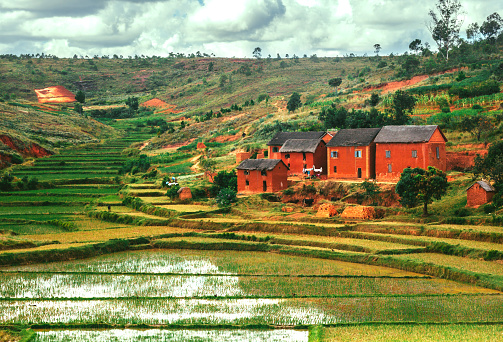 Landscape with the rice fields  ,Madagascar
