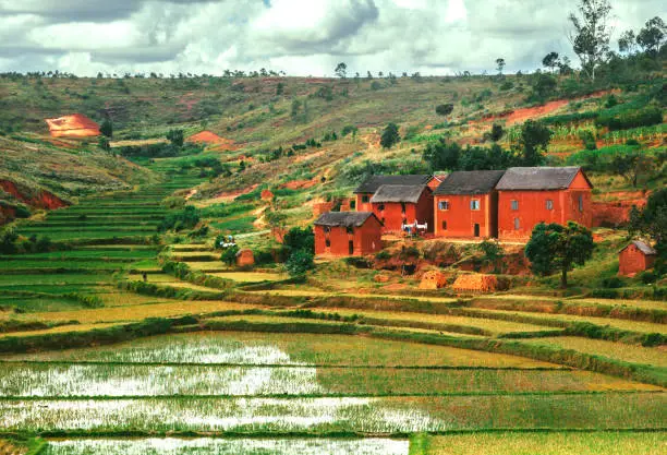 Photo of Landscape with the rice fields  ,Madagascar