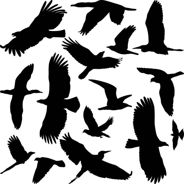 birds silhouettes of miscellaneous birds cormorant stock illustrations