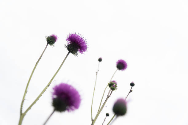 wildflower. fiori di campo primaverili che fioriscono in colori viola e viola, la natura si sta svegliando. - flower may thistle purple foto e immagini stock