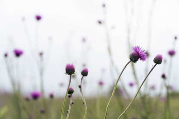 wildflower. wiosenne kwiaty polowe kwitnące w fioletowych i fioletowych kolorach, natura budzi się. - flower may thistle purple zdjęcia i obrazy z banku zdjęć