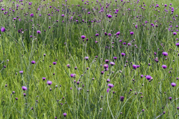 ワイルドフラワー。春のフィールド紫と紫の色で咲く花は、自然が目覚めています。 - flower may thistle purple ストックフォトと画像