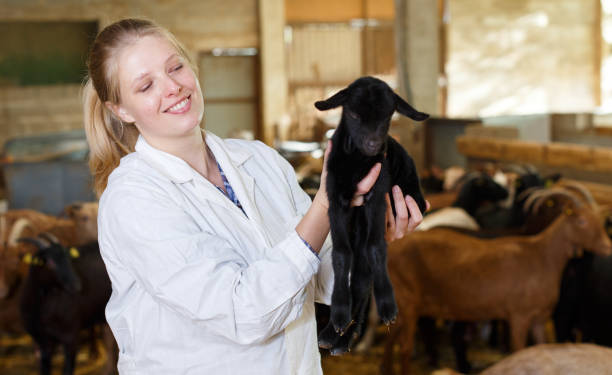 istock Female farmer caring about goatlings 1148790413