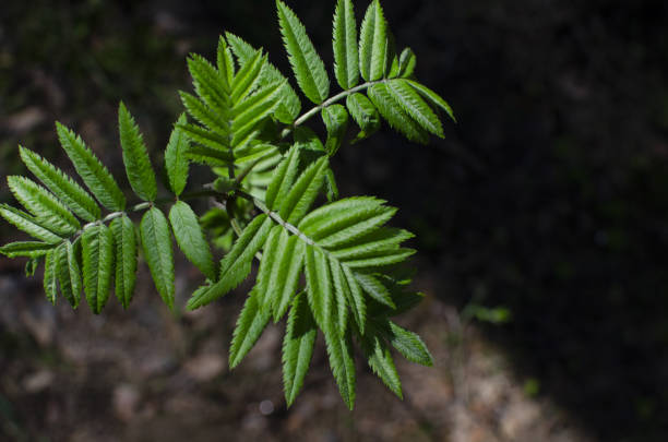 istock Green plant is in the wild spring forest 1148790663