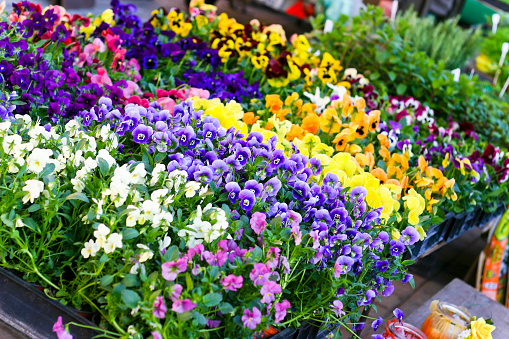 Spring flowers at a market stall