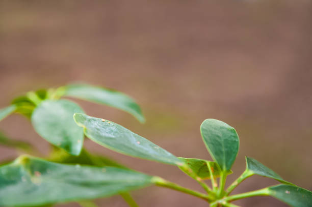 istock Schefflera leaves with shield. Plant parasitized close up and copy space. 1148792810
