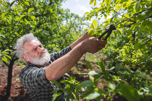 istock Old man in his fruit tree farm shortening his tree branches to keep it healthy 1148792862