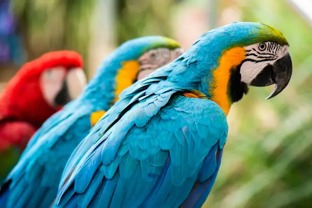 Close up of beautiful macaw birds during the day.
