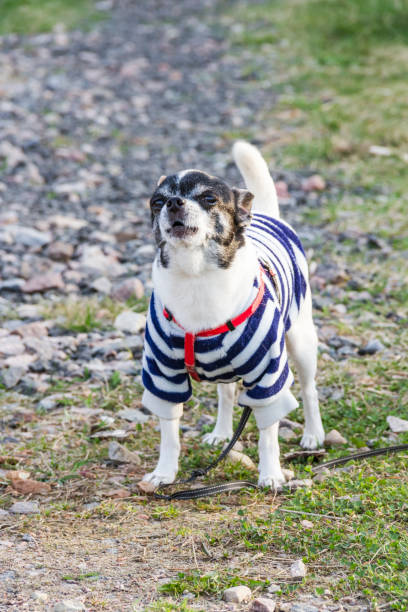 istock the dog going with owner in day 1148794304