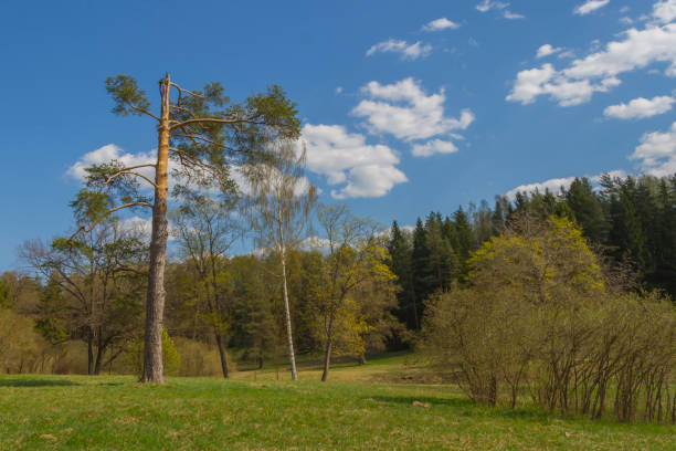 istock spring landscape in the park with a pine without top 1148794624