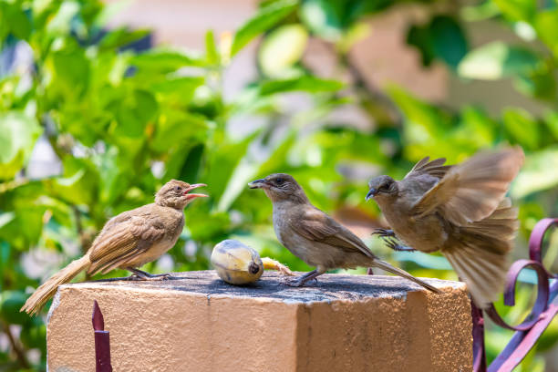 istock Three Streak-eared Bulbul feeding on banana with blur trees as background 1148795129
