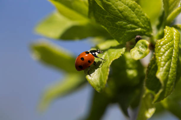 Ladybird on a leaf. Under a leaflet, the ladybird head over heels sits. A kind with a side. plant city photos stock pictures, royalty-free photos & images