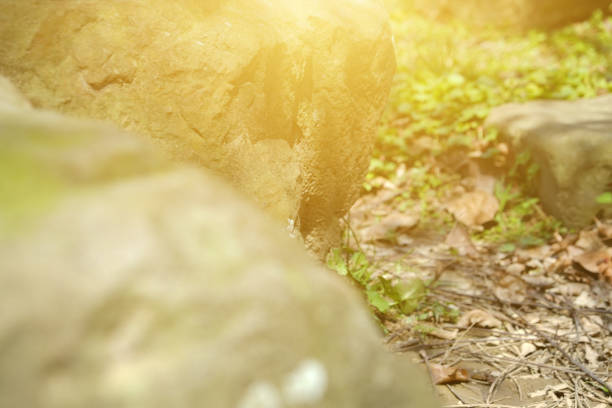Imagery about nature, organic, health, exercise.
