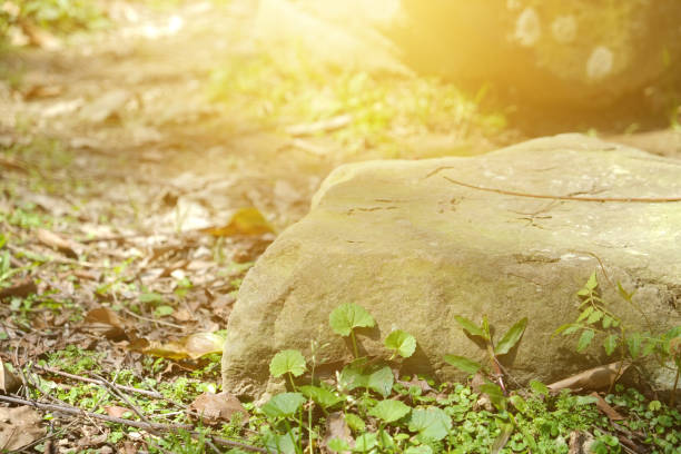 istock Stone in the park. Natural scenery in sunny day. 1148795462