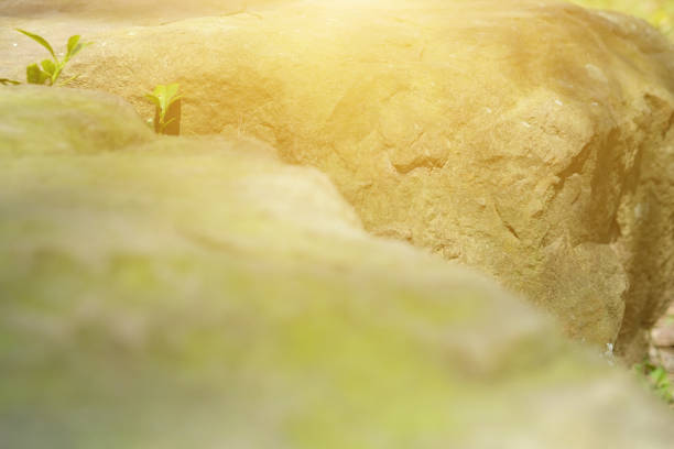 Imagery about nature, organic, health, exercise.
