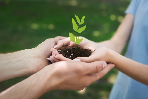 istock Two hands holding and caring young green plant 1148796692