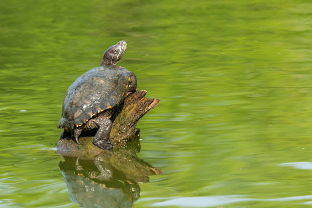 istock Pond slider turtle resting on tree stump in a pond 1148796761