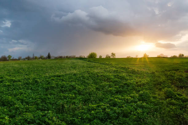 campo del giovane erba medica con altre piante al tramonto - alfalfa foto e immagini stock