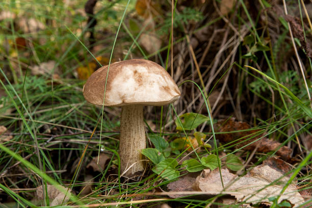 istock Close up view of brown cap boletus growing in forest. 1148798370