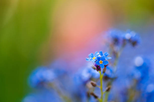 istock Myosotis beautiful blue forest flower in spring bloosom 1148798835