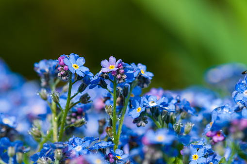 Myosotis beautiful blue tiny forest flower in spring bloosom in artistic blur design with text space