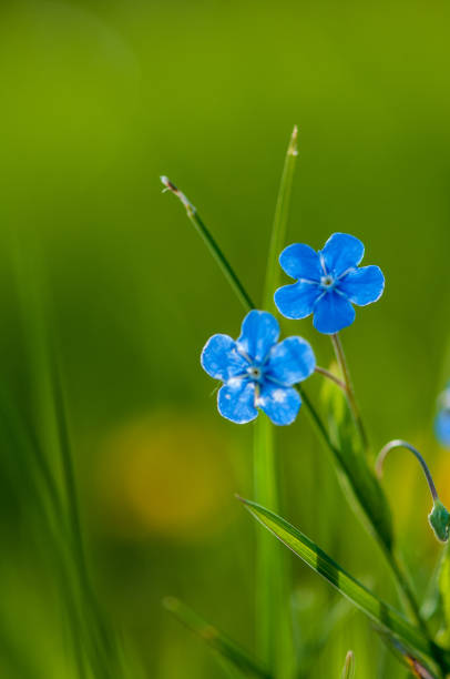 myosotis belle fleur de forêt bleue au printemps bloosom - myosotis sylvatica photos et images de collection