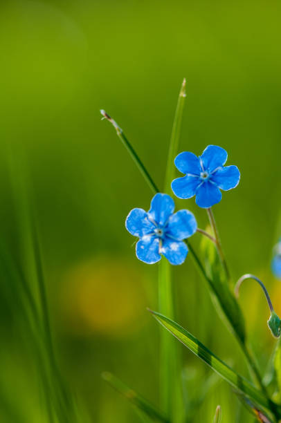 Myosotis beautiful blue forest flower in spring bloosom Myosotis beautiful blue tiny forest flower in spring bloosom in artistic blur design with text space myosotis sylvatica stock pictures, royalty-free photos & images