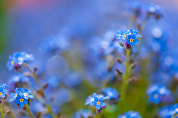 istock Myosotis beautiful blue forest flower in spring bloosom 1148798853
