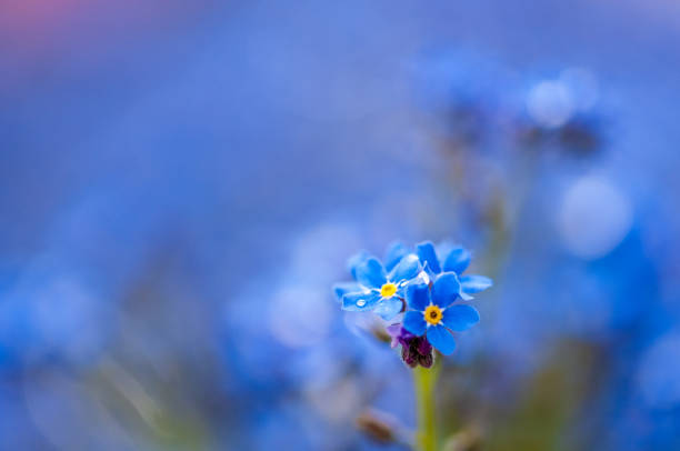 istock Myosotis beautiful blue forest flower in spring bloosom 1148798854