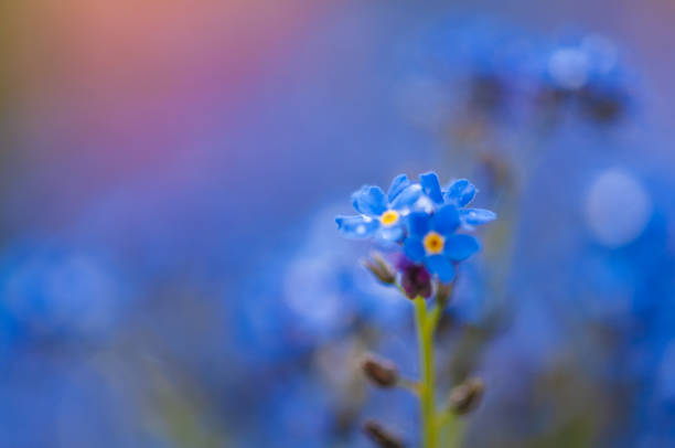 istock Myosotis beautiful blue forest flower in spring bloosom 1148798859
