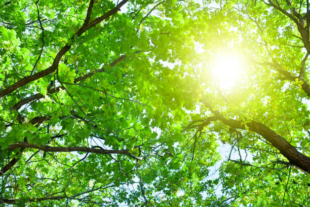 istock Oak tree branches with green leaves on blue sky and bright sun light background, summer sunny day nature landscape, sunlight on green lush foliage forest backdrop, morning sun glow in park, copy space 1148801235
