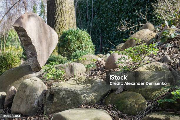 Grandes Piedras Como Decoración De Jardín Y Escalones A La Colina En El Fondo Es Grueso Tronco De Roble Viejo Y Pared Entrelazada Con Hiedra Verde Hedera Helix Idea Original Para El Diseño Del Viejo Jardín Foto de stock y más banco de imágenes de Abierto