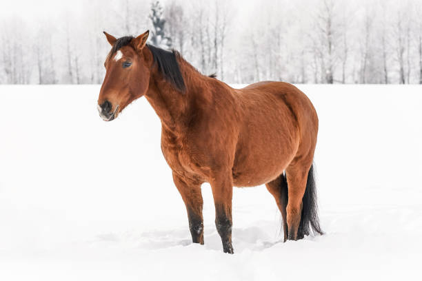istock Brown horse standing in snow, blurred trees in background 1148803696