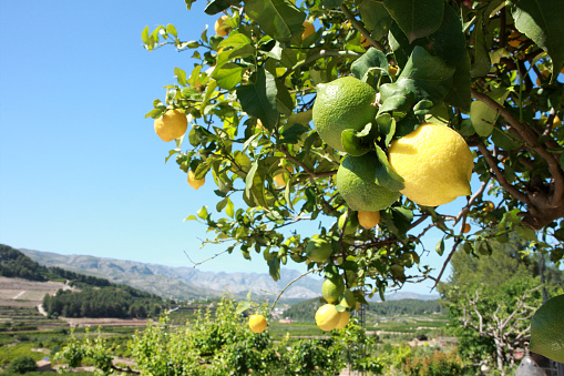 lemon trees full of fruit in a spanish orchard. shot on a sunny day with blue sky in the background