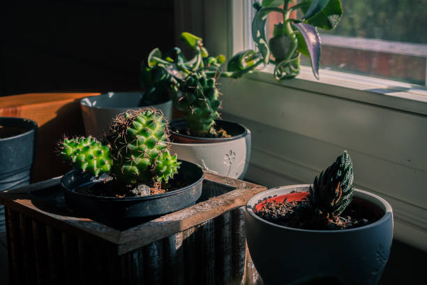 istock Little cactus close to window. Different types of cactus 1148804005