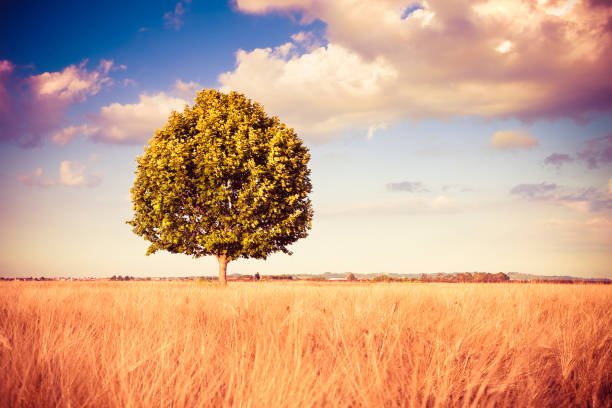 istock Isolated tree in a golden tuscany wheat field - (Italy) - toned image 1148804184