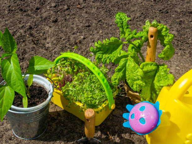 herramientas de jardinería, riego, plántulas, plantas y suelos. - trowel watering can dirt shovel fotografías e imágenes de stock