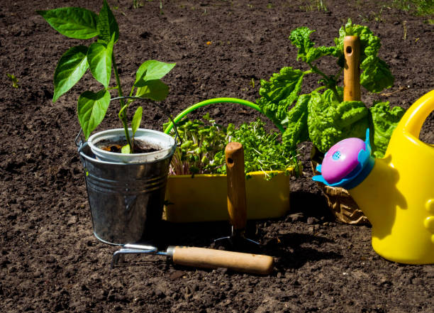 herramientas de jardinería, riego, plántulas, plantas y suelos. - trowel watering can dirt shovel fotografías e imágenes de stock