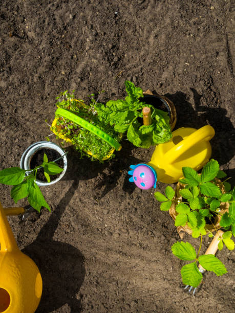 herramientas de jardinería, riego, plántulas, plantas y suelos. - trowel watering can dirt shovel fotografías e imágenes de stock