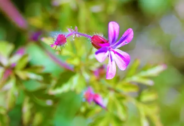 A close-up image of pink flowering Herb-Robert.